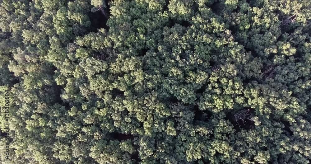 Aerial view of green forest. Camera tilted down. Summer scene of forrest. Aerial view of green forest. Camera tilted down. Summer scene of forrest.