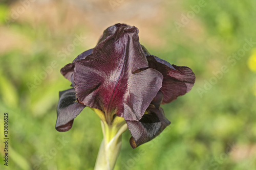 Fototapeta Naklejka Na Ścianę i Meble -  Dark iris