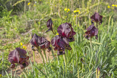 Fototapeta Naklejka Na Ścianę i Meble -  Dark iris