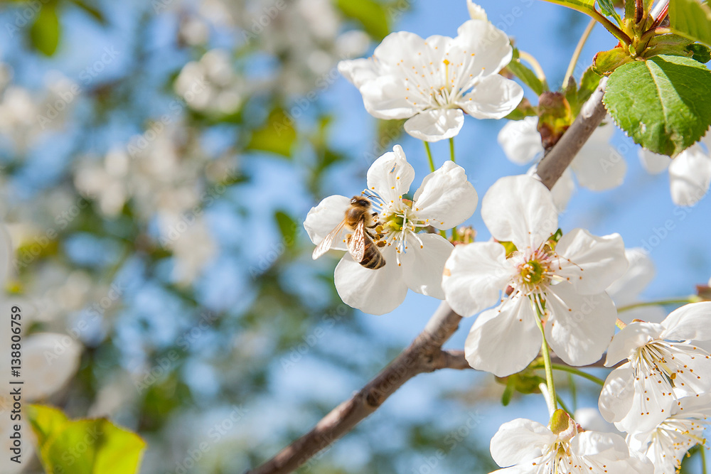 Bee collects nectar and pollen on a blossoming cherry tree branch.