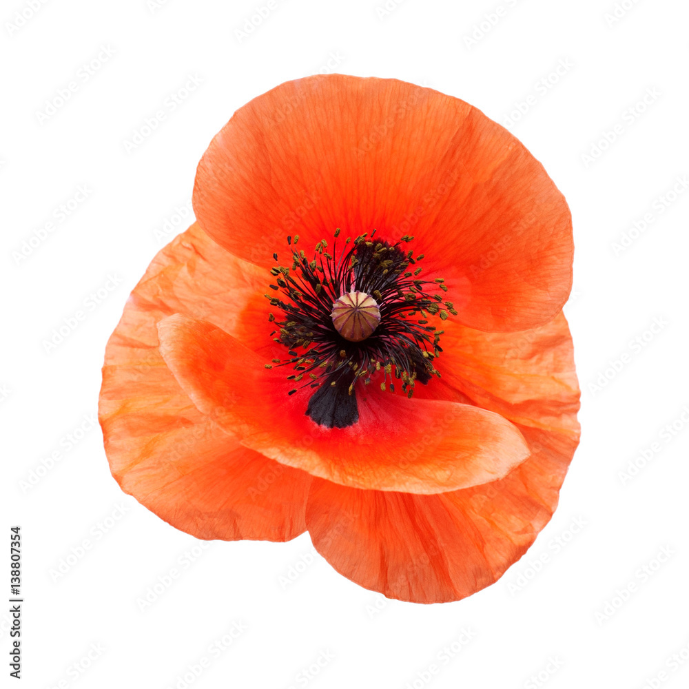 Beautiful red poppy isolated on a white background. Flower. Flat lay, top view Beautiful red poppy isolated on a white background. Flower. Flat lay, top view