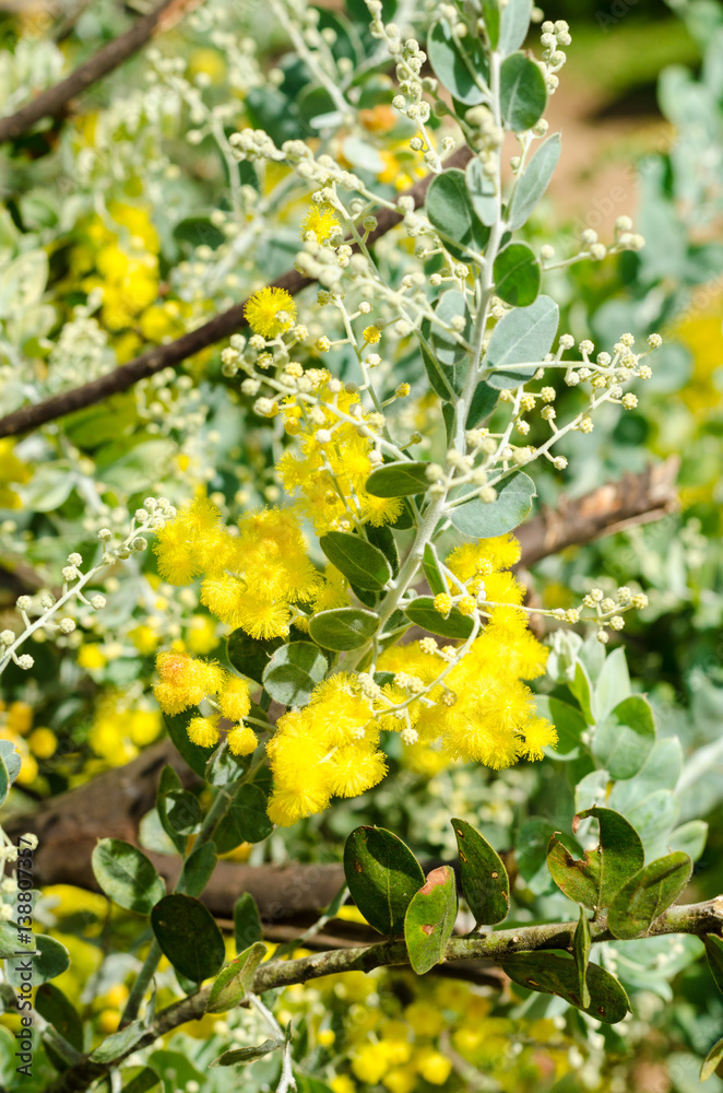 Fluffy fragrant yellow Fluffy fragrant yellow