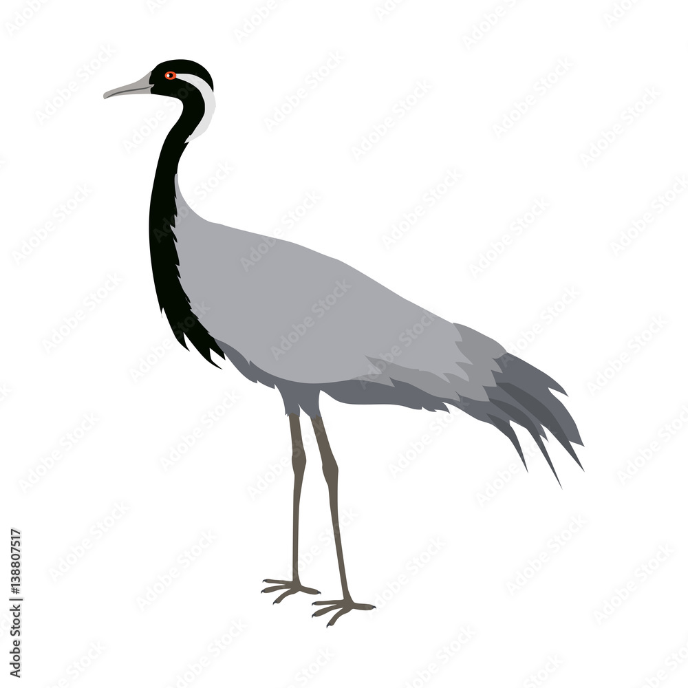Obraz premium Demoiselle Crane Flat Design Vector Illustration