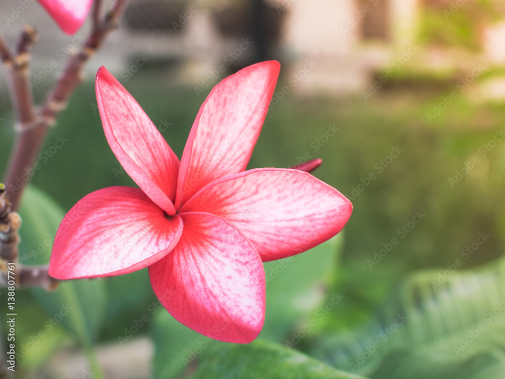 Fototapeta premium Pink Plumeria Rubra Linn(Frangipani) in sunlight, Selective focus with place your text