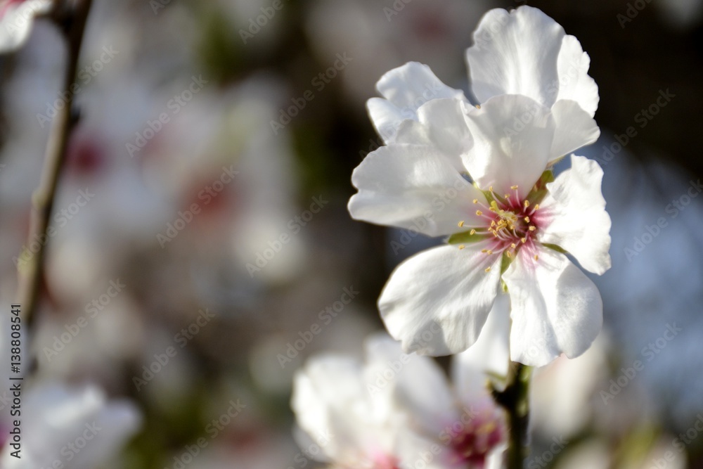 Details of wild almond flowers and leaves