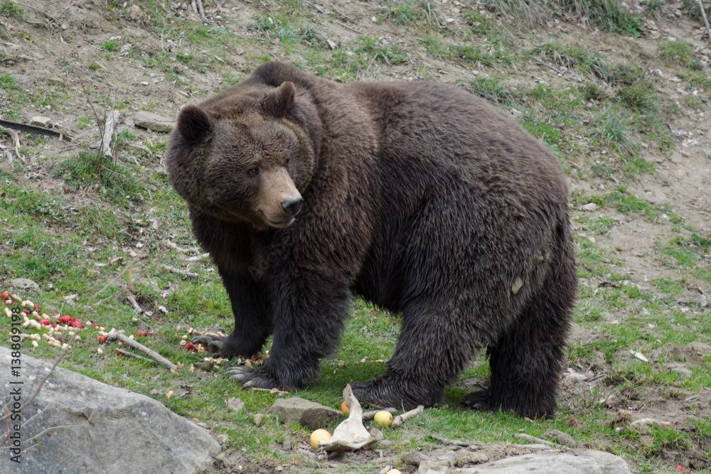 Bär Bär
