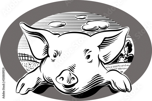 Pig looks out from an oval frame.