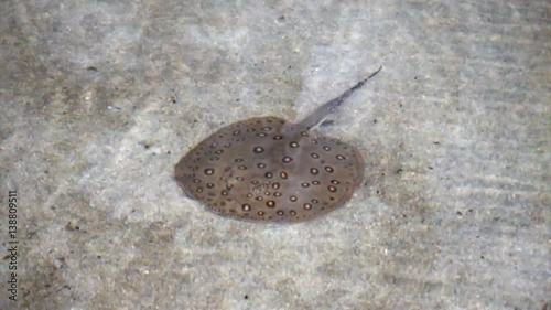 ocellate river stingray photo