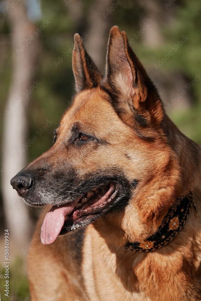 Naklejka premium Let`s swing into spring: Der Frühling kommt und mit ihm auch die Frühlingsgefühle beim Hund