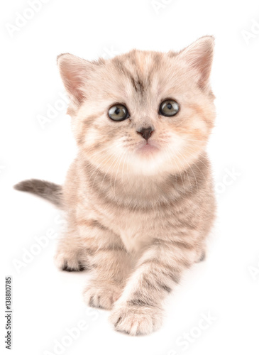 British kitten