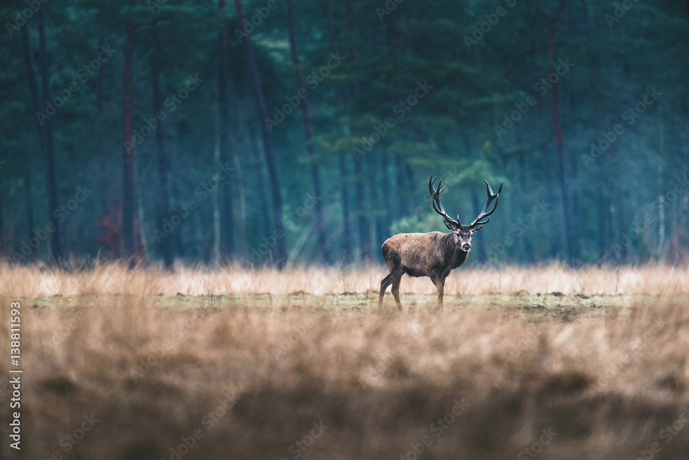 Fototapeta premium Red deer stag standing in open field of forest.