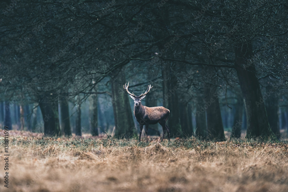 Fototapeta premium Red deer stag standing in field at edge of forest.