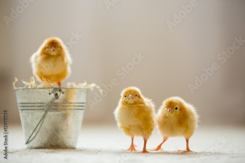 Little cute baby chicks in a bucket, playing at home