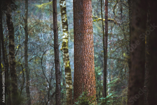 Large tree trunk of pine in forest.