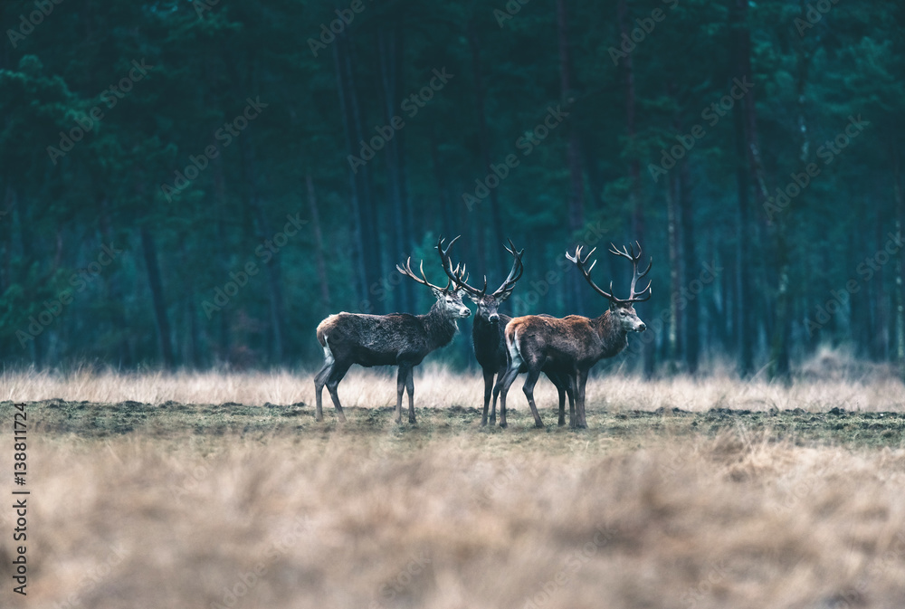 Three red deer standing together in forest meadow. Three red deer standing together in forest meadow.