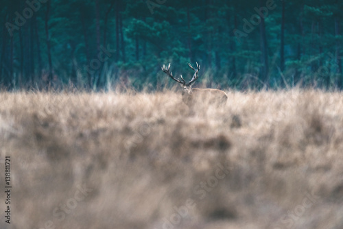 Red deer stag solitary in tall grass of forest.