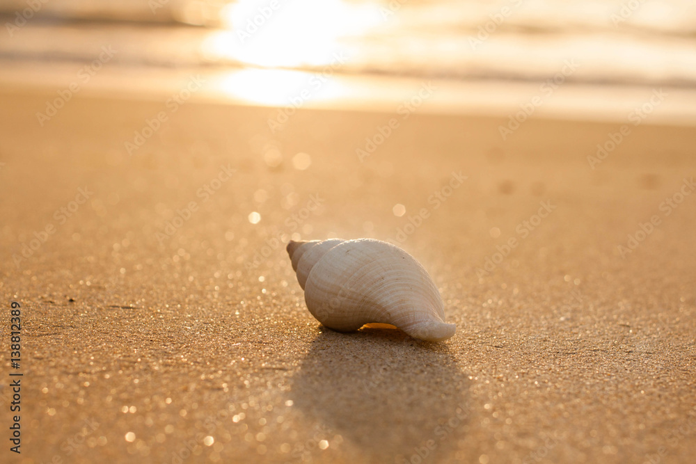 relaxing sunset at the beach with large conch shell relaxing sunset at the beach with large conch shell