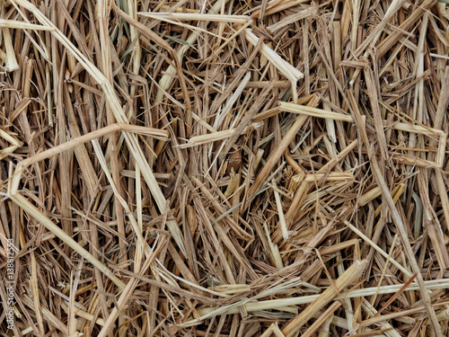 Texture of hay or straw, used as background, for feeding farm animals