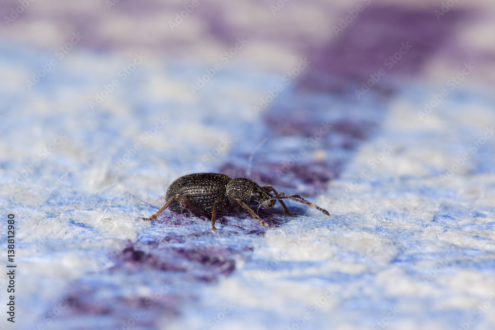 Fototapeta premium small black beetle crawling