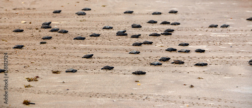Baby turtles of Green turtle, Chelonia mydas, running over the beach to the sea after hatching from eggs
