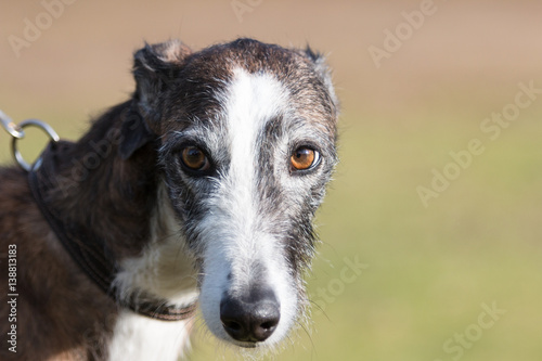 Galgo