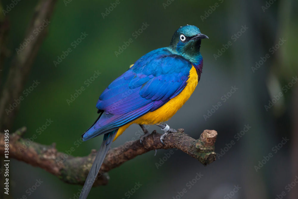 Golden-breasted starling (Lamprotornis regius) Golden-breasted starling (Lamprotornis regius)