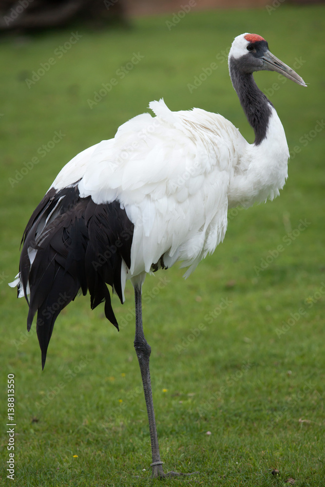 Fototapeta premium Red-crowned crane (Grus japonensis)