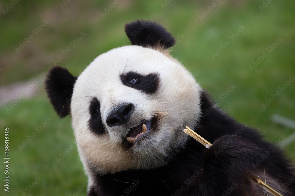 Giant panda (Ailuropoda melanoleuca). Giant panda (Ailuropoda melanoleuca).