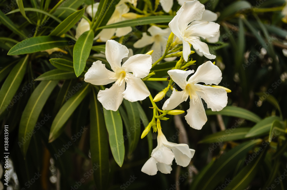 Obraz premium White Nerium 