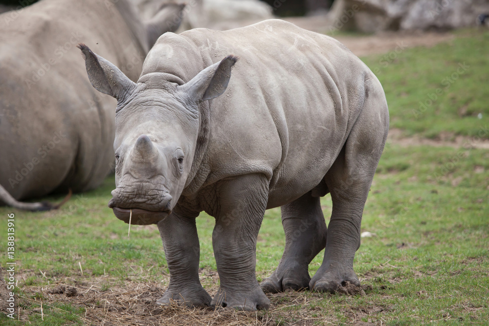 Southern white rhinoceros (Ceratotherium simum). Southern white rhinoceros (Ceratotherium simum).