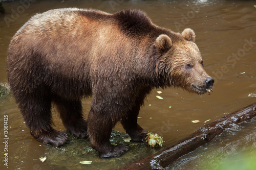 Kamchatka brown bear (Ursus arctos beringianus)