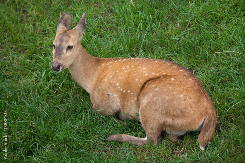 Fototapeta Naklejka Na Ścianę i Meble -  Indian hog deer (Hyelaphus porcinus)