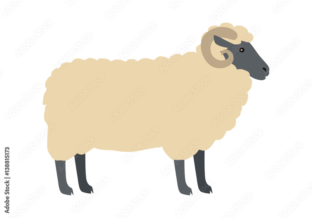 Ram with Wool Vector Flat Design Illustration Ram with Wool Vector Flat Design Illustration