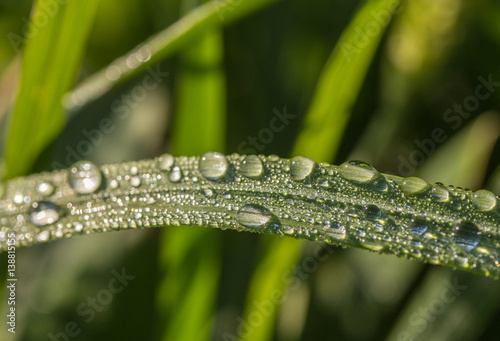 Fresh morning dew on spring grass, natural background