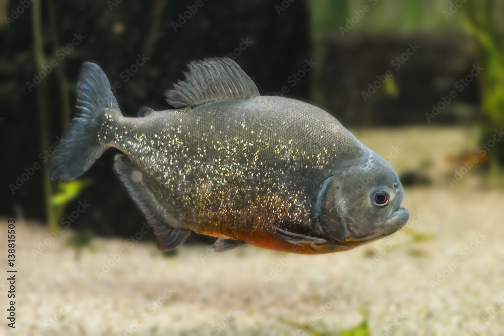 Fototapeta premium Piranha