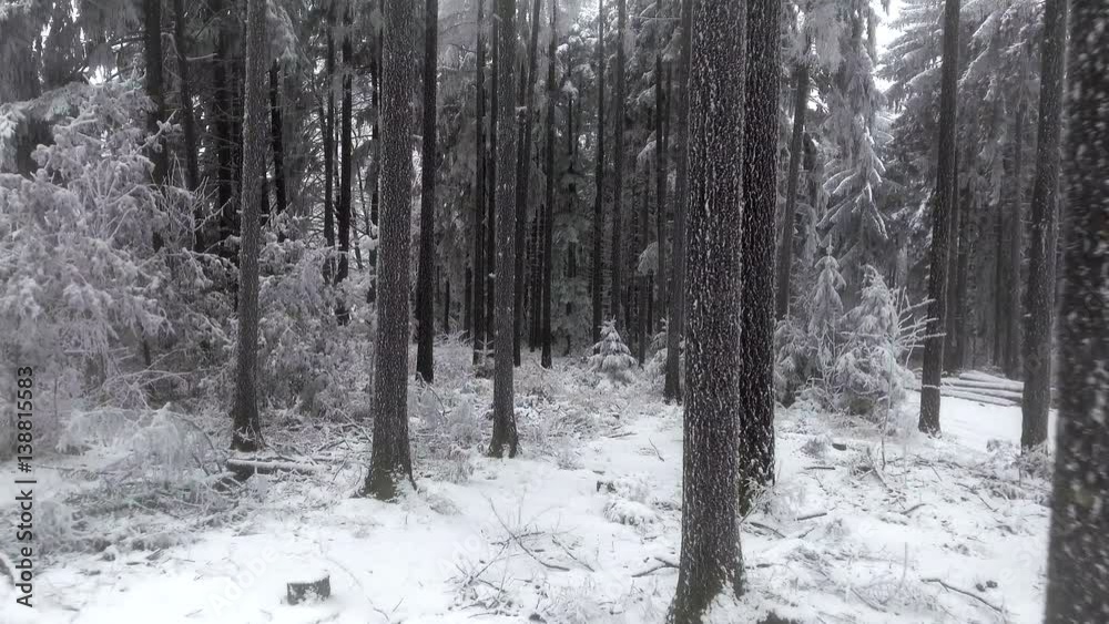 Steadicam shot thru winter forest landscape. Snow covered fir trees in woods. Steadicam shot thru winter forest landscape. Snow covered fir trees in woods.
