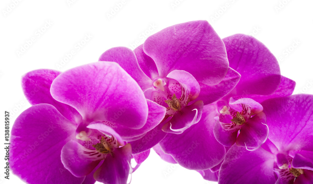 Orchid isolated on white background. Abundant flowering of magenta phalaenopsis orchid. Spa background. Selective focus