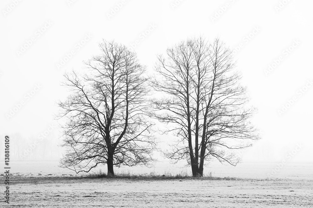 Czarno-biały zarys dwóch drzew - obrazy, fototapety, plakaty 
