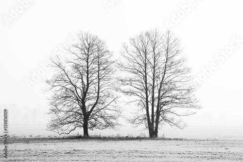 Czarno-biały zarys dwóch drzew