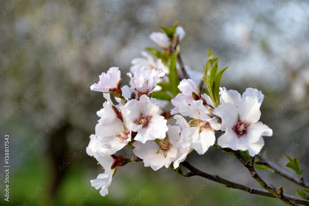 Details of wild almond flowers and leaves