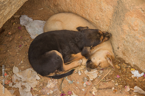 Photography photograph of two Indian feral puppies asleep in a dry drain