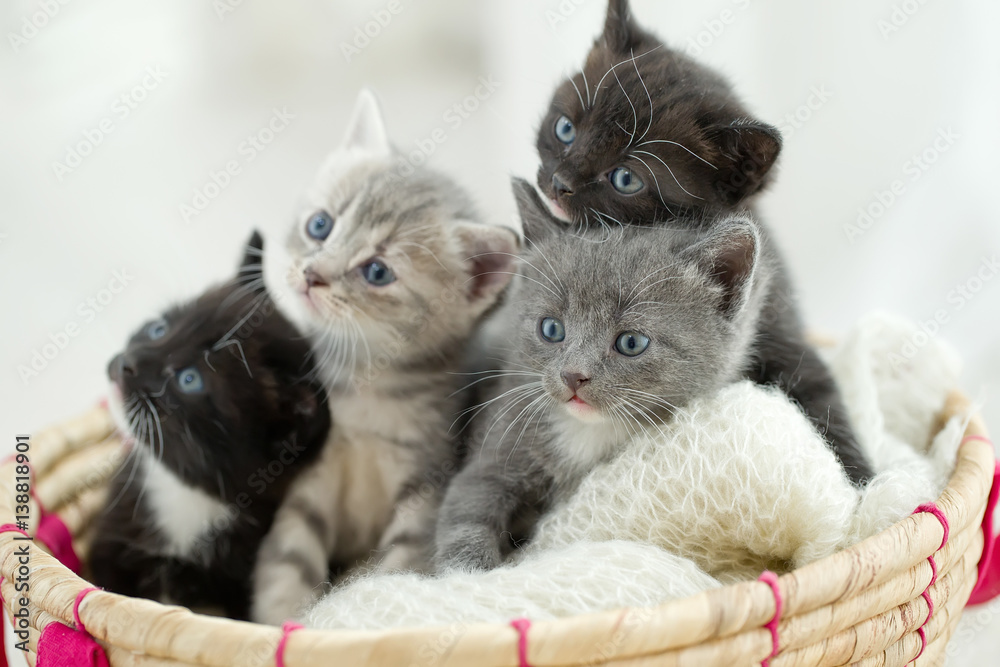 Kittens Kittens