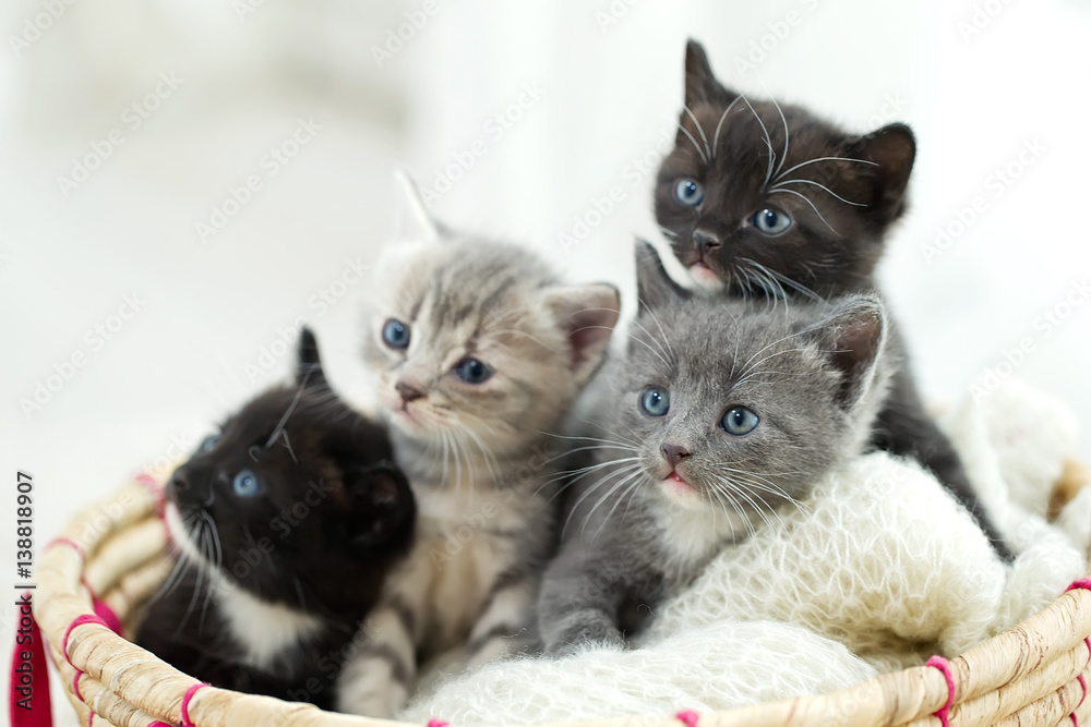 Kittens Stock Photo | Adobe Stock