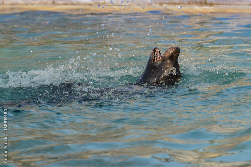 Fototapeta premium Seelöwe spielt im Bassin