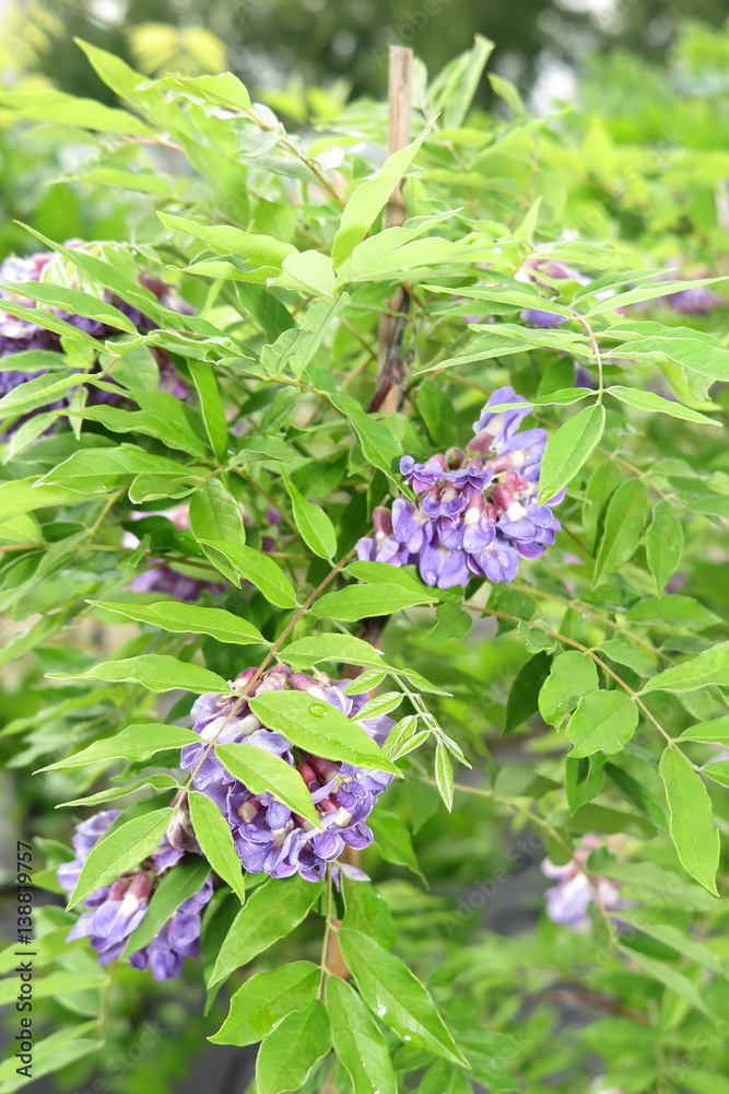 background or wallpaper with a purple wisteria plant background or wallpaper with a purple wisteria plant