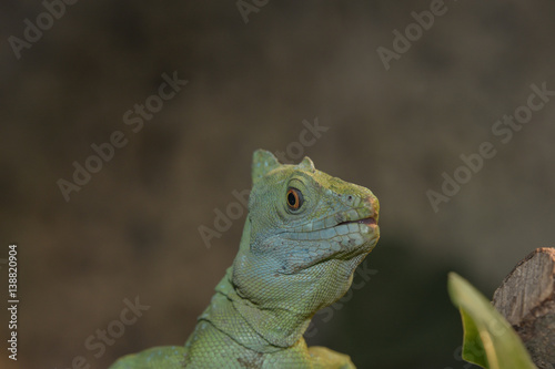 Stirnlappenbasilisk photo