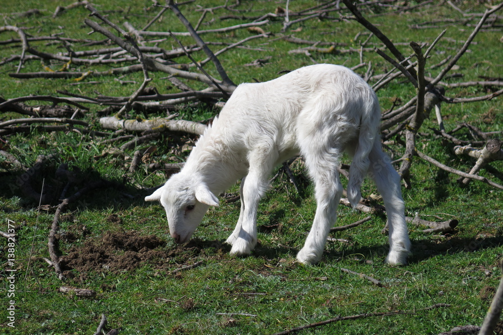 Obraz premium Agnello