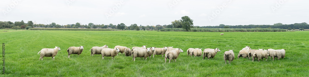 Group of sheep grazing in a Dutch meadow at summertime Group of sheep grazing in a Dutch meadow at summertime