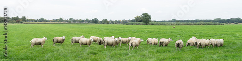 Group of sheep grazing in a Dutch meadow at summertime
