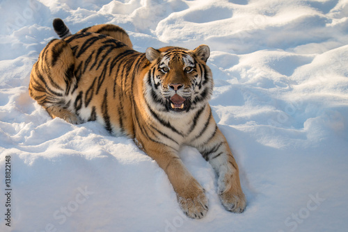 Tiger Animal in Snow